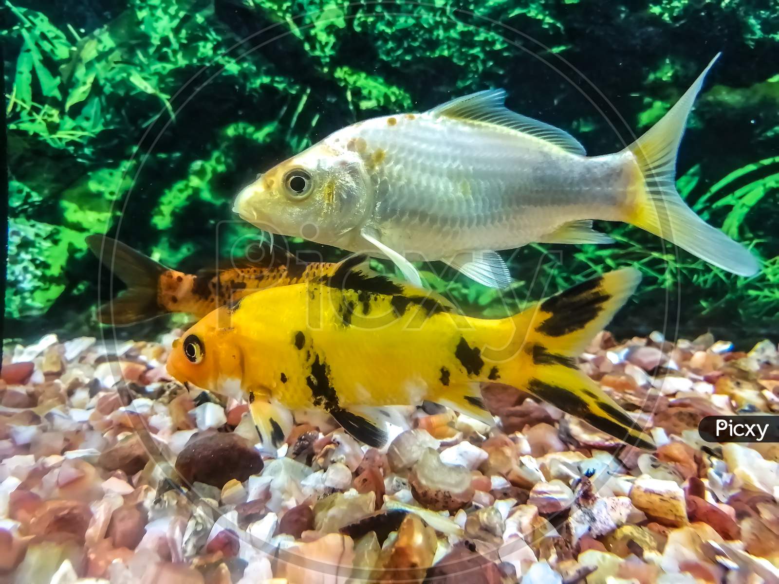Japanese Koi Carp Fish in Aquarium