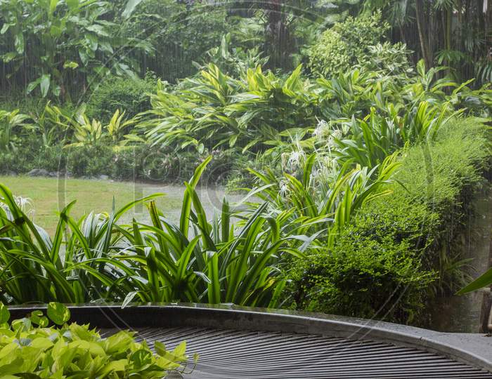 A garden full of greenery in rainy season.