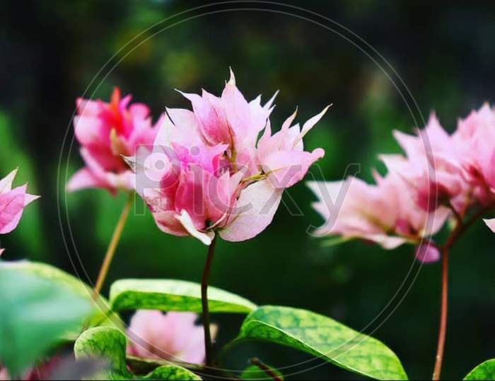 Botany×Remove  Tulip×Remove  Pink×Remove  Flowering plant×Remove  Plant×Remove  Flower×Remove  Siam tulip×Remove  Aquatic plant×Remove  Petal×Remove  Spring×Remove