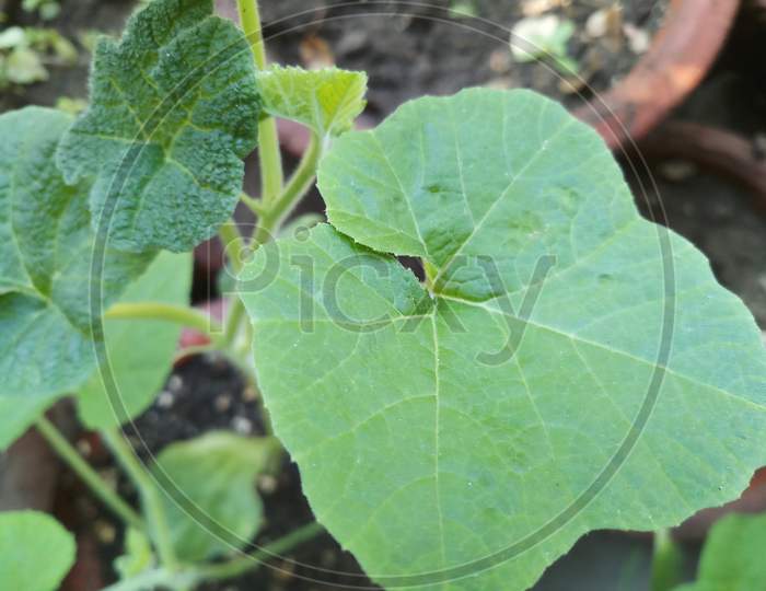 Pumpkin Baby Plant In India