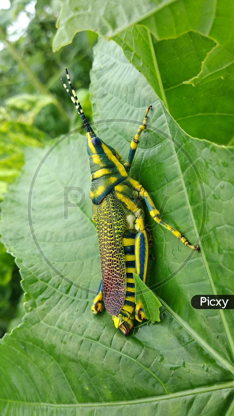 A Grasshopper is sitting on castor leaves in india 24 august 2020.