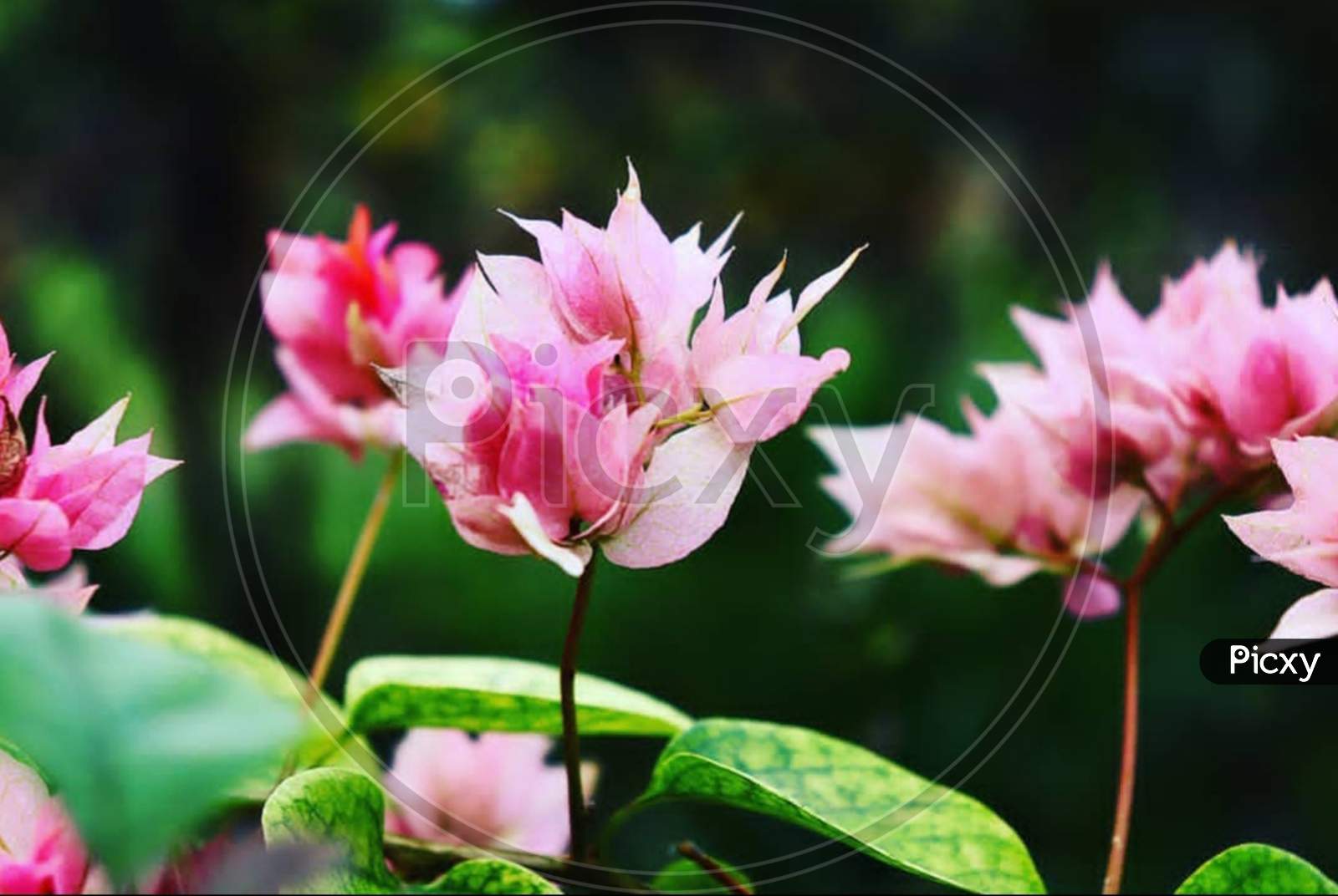 Botany×Remove  Tulip×Remove  Pink×Remove  Flowering plant×Remove  Plant×Remove  Flower×Remove  Siam tulip×Remove  Aquatic plant×Remove  Petal×Remove  Spring×Remove