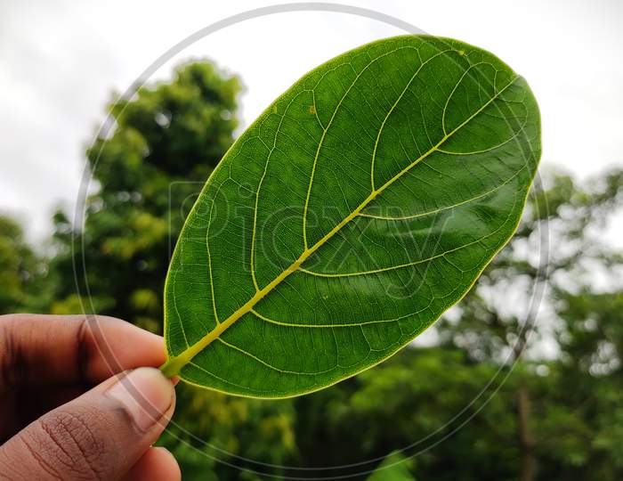 Jackfruit leaf.