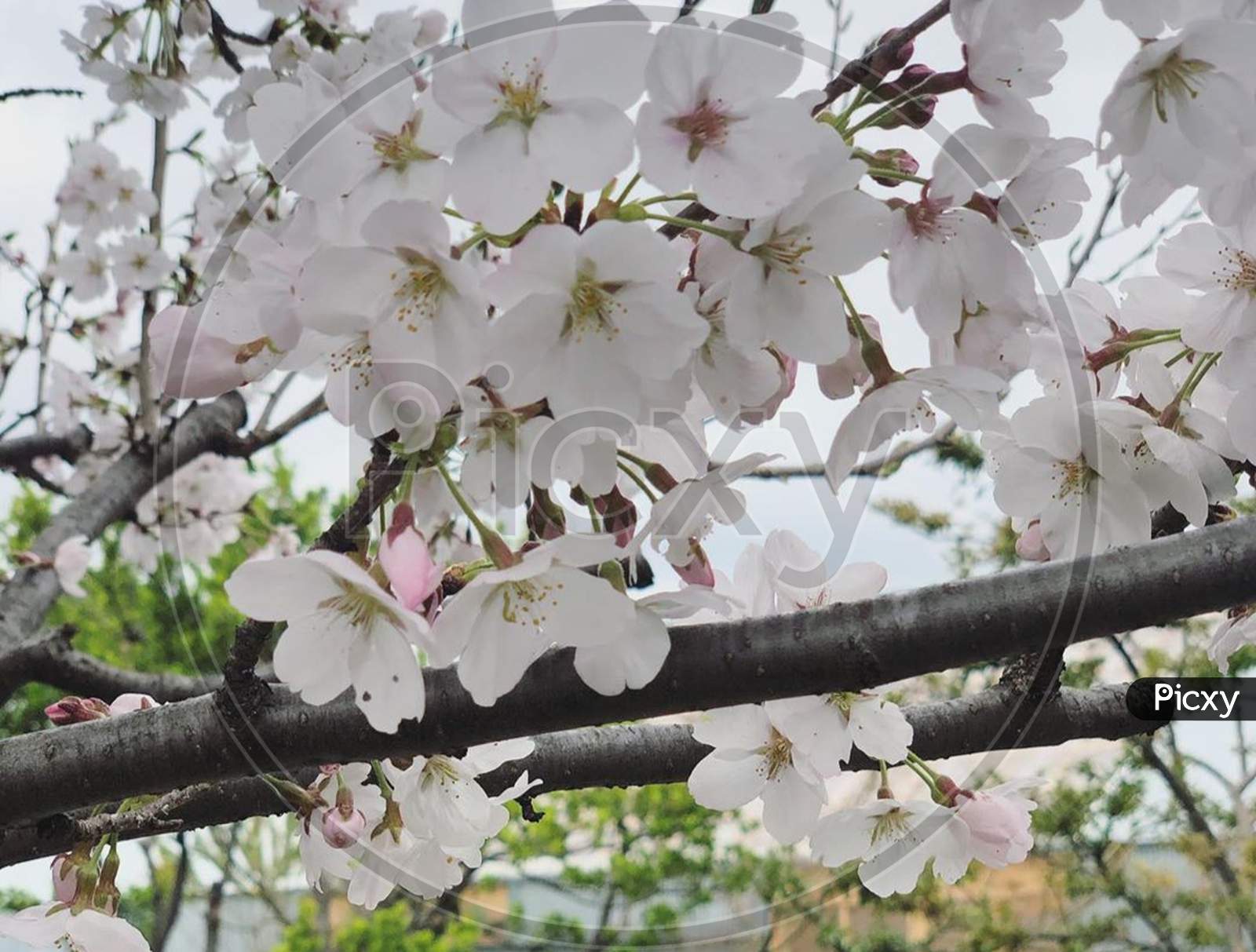 Cherry blossom×Remove  Blossom×Remove  Flowering plant×Remove  Tree×Remove  Branch×Remove  Plant×Remove  Flower×Remove  Petal×Remove  Spring×Remove  Twig×