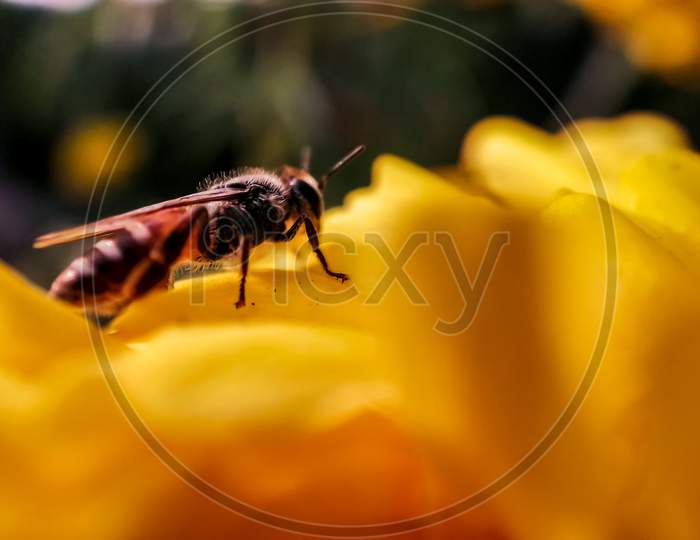 Closeup Of Honey Bees Buzzing On Flower