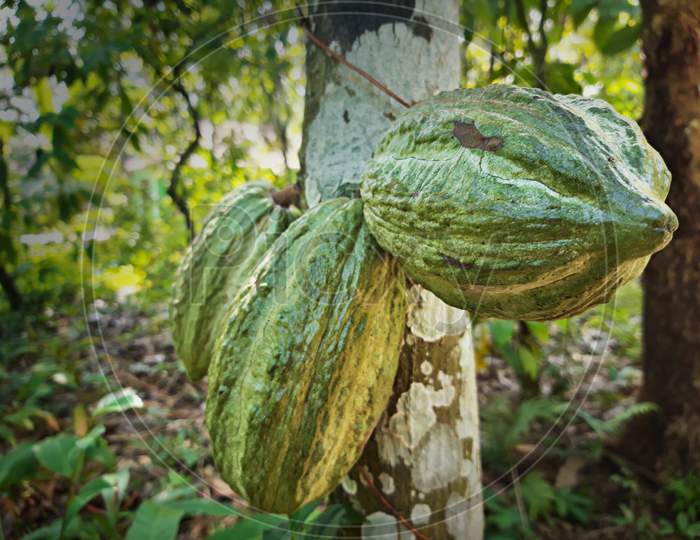 Closeup Of Light Green Cocoa Pods Growing On Trunk In The Garden