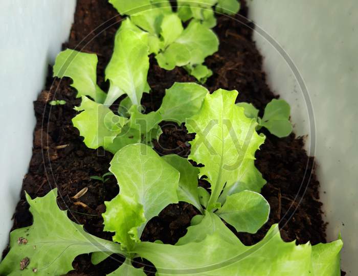 Green Leaves Of Salad Grown On The Ground