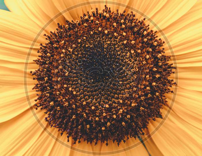 Close Up Of A Sunflower During Summer