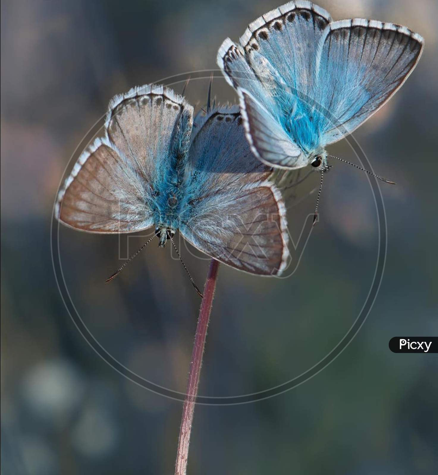 Insect×Remove  Phengaris×Remove  Lycaenid×Remove  Moths and butterflies×Remove  Butterfly×Remove  Plebejus×Remove  Invertebrate×Remove  Chalkhill blue×Remove  Polyommatus×Remove  Common blue×Remove