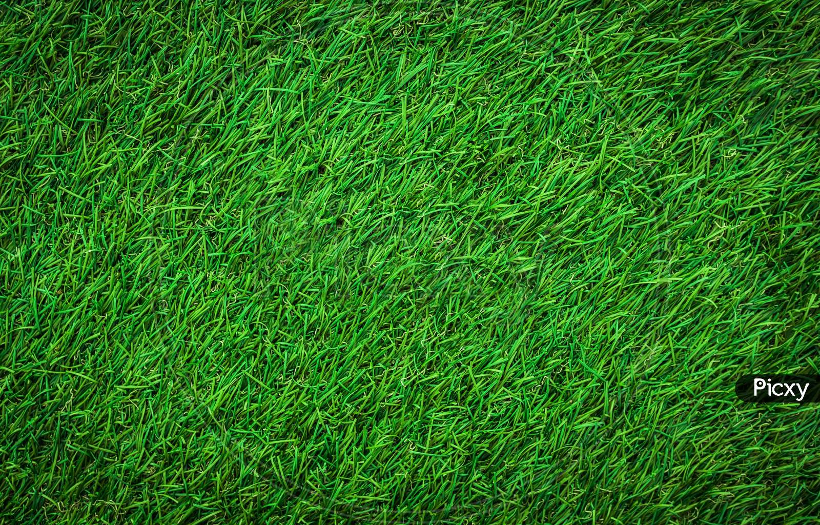 Image of Field of green grass texture for background. Green lawn pattern  and texture 