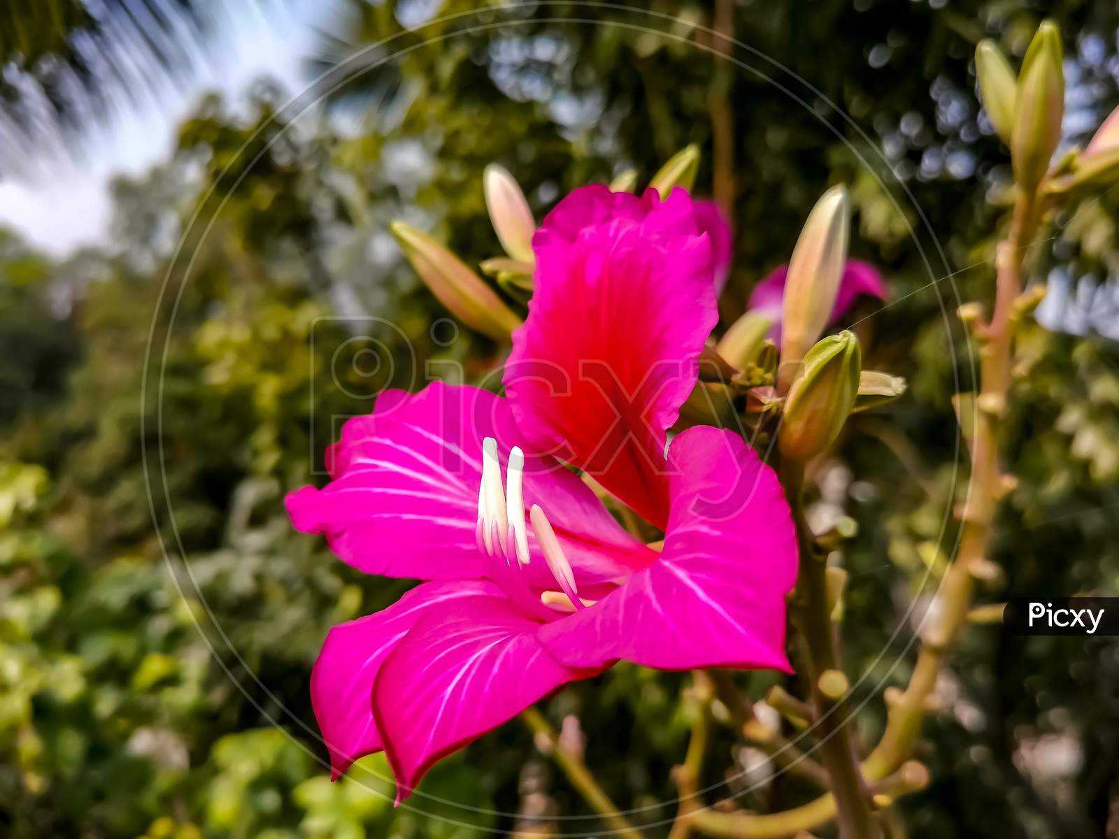 Bauhinia flower fast growing tree and produces spectacular flowers of magenta.