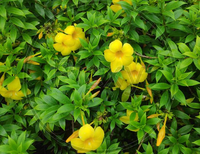 Beautiful Yellow colour allamanda cathartica Flowers