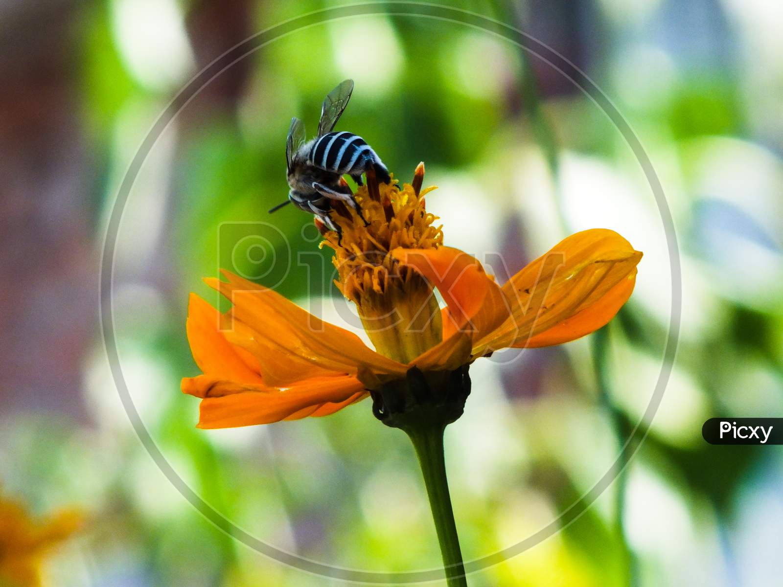 A Hungry Humble bee searching for nectar.