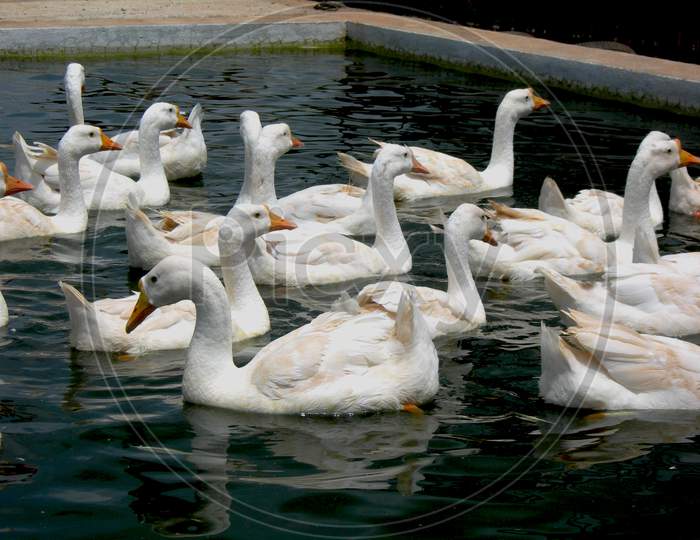 A group of white Duck in a pond also called swans or a geese
