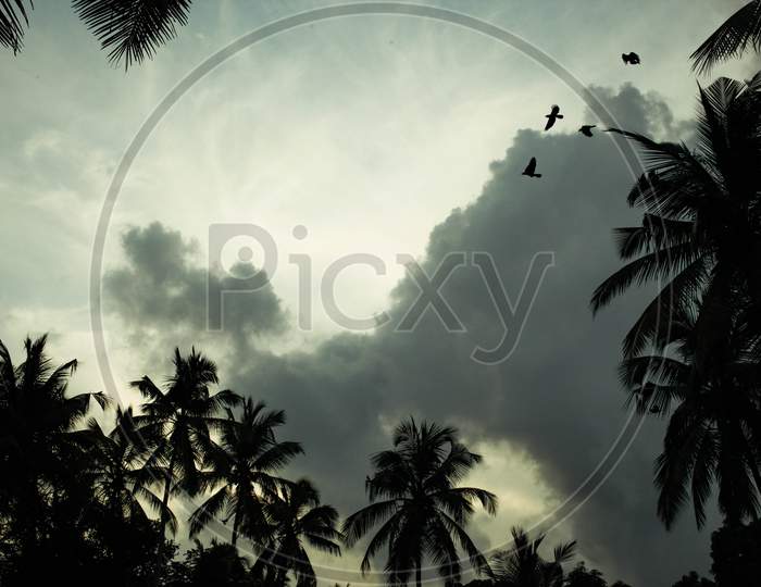 cloudy sky with palm tree