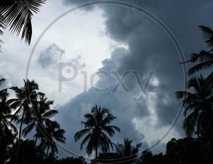 cloudy sky with palm tree