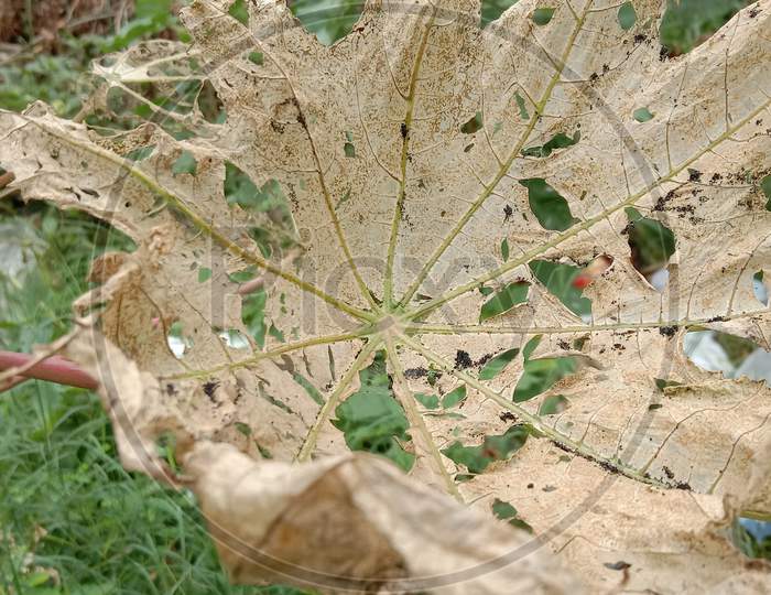 THE SPECIAL LEAF IN NATURE FULLY DRY