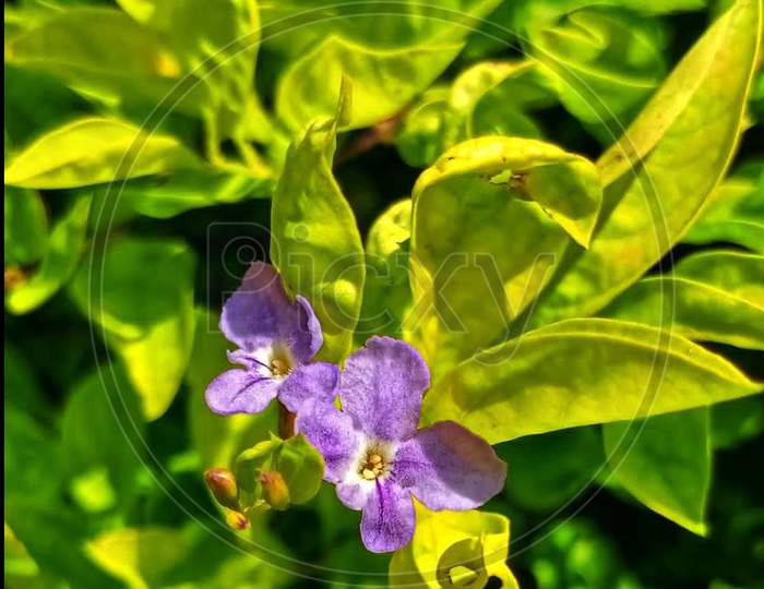 Purple×Remove  Violet×Remove  Flowering plant×Remove  Green×Remove  Petal×Remove  Plant×Remove  Flower×Remove  Close-up×Remove  Bougainvillea×Remove  Leaf×Remove