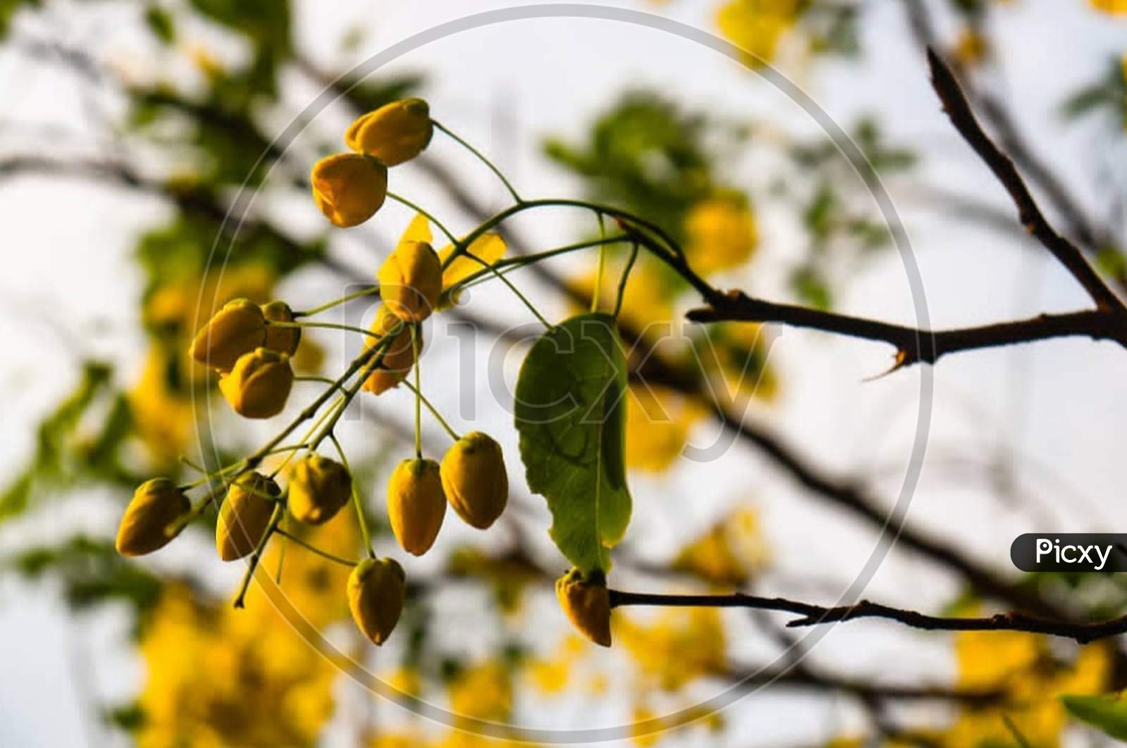 Yellow×Remove  Plant×Remove  Branch×Remove  Tree×Remove  Nature×Remove  Spring×Remove  Twig×Remove  Woody plant×Remove  Leaf×Remove  Autumn×Remove