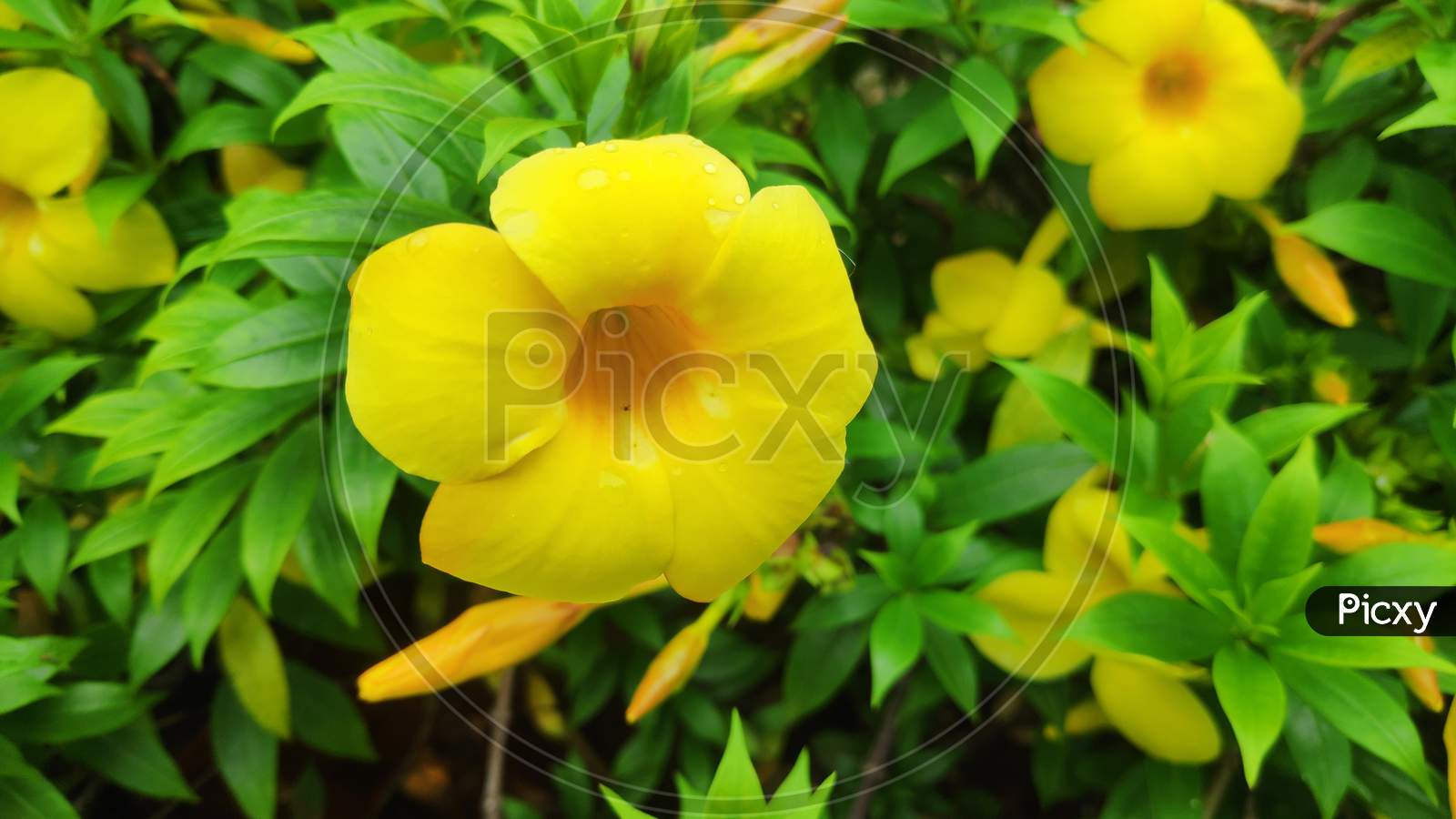 Beautiful Yellow colour allamanda cathartica Flowers