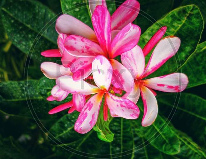 Perennial plant×Remove  frangipani×Remove  Botany×Remove  Flowering plant×Remove  Pink×Remove  Petal×Remove  Plant×Remove  Flower×Remove  Wildflower×Remove