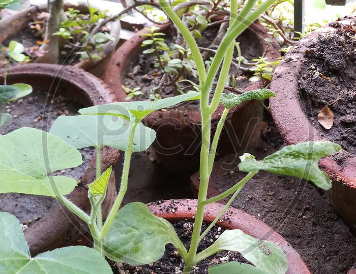 Baby Pumpkin Leaf In Garden In Pot