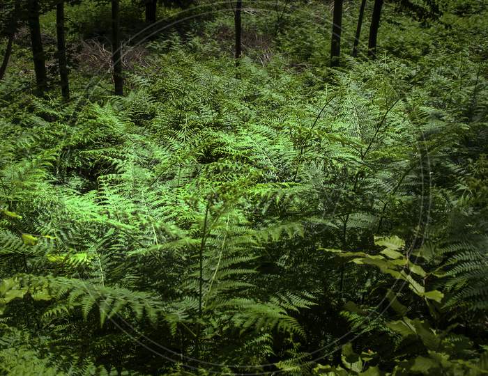Closeup Shot Of Green Wild Fern Leaves In The Forest