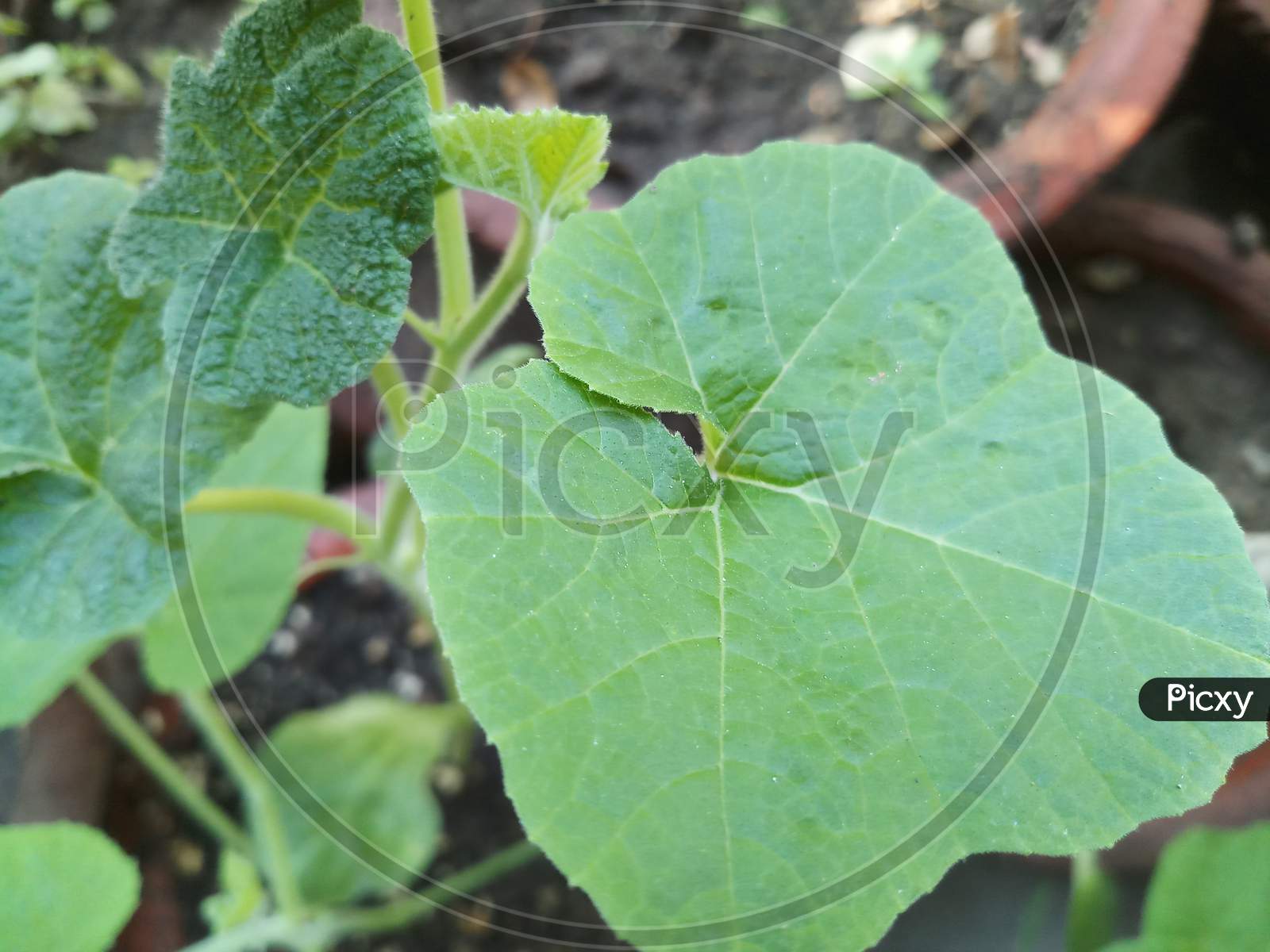 Pumpkin Baby Plant In India