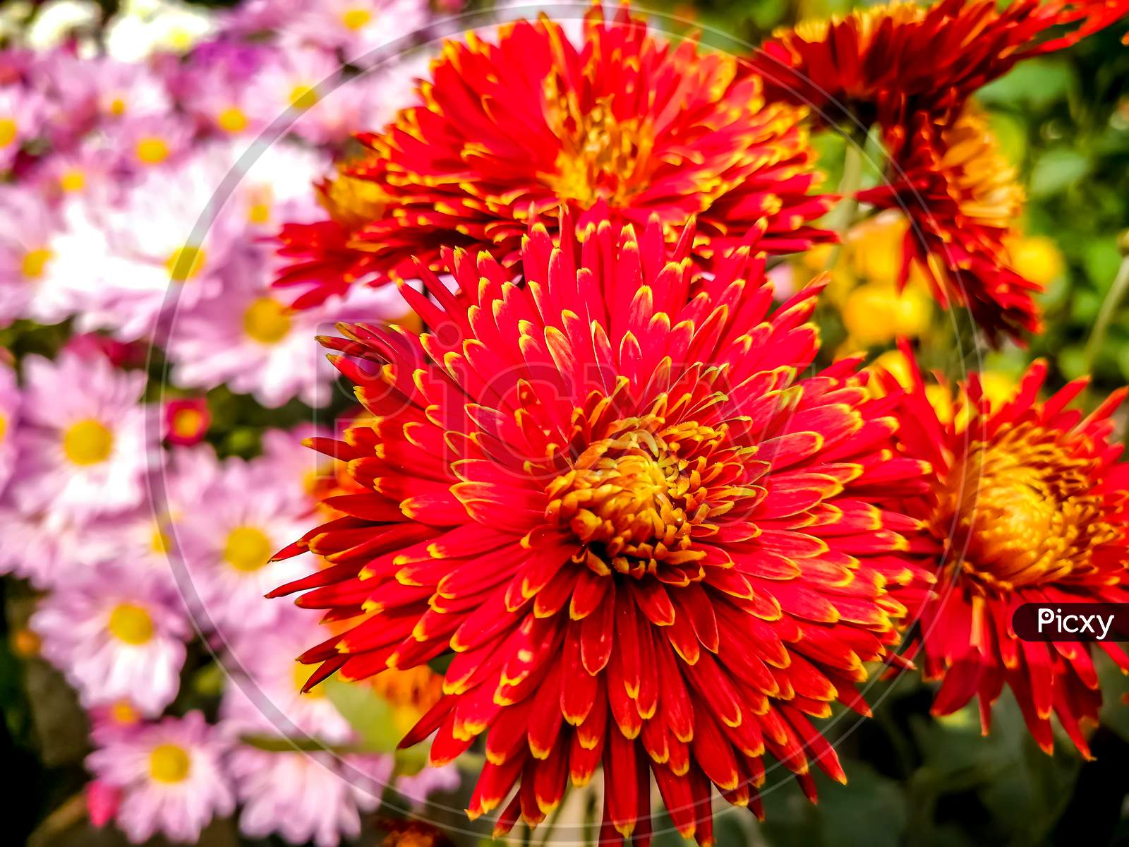 Chrysanthemums (Chandramallika) are one of the most popular fall garden flowers.
