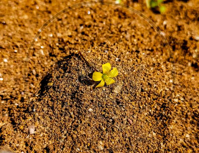 Tiny yellow flower left in sand.