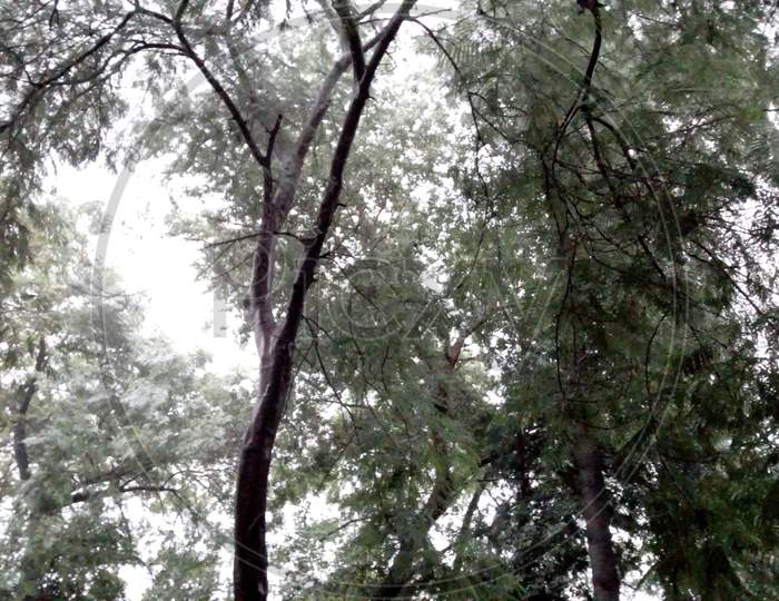 Image of the tall trees after the rainfall