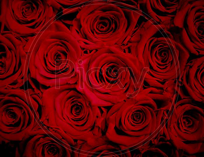 Natural red roses background, vignette effect.