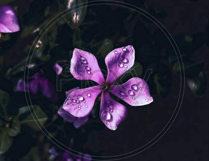 Purple×Remove  Violet×Remove  Pink×Remove  Petal×Remove  Plant×Remove  Flower×Remove  Still life photography×Remove  Magenta×Remove  Violet family×Remove  Viola×Remove