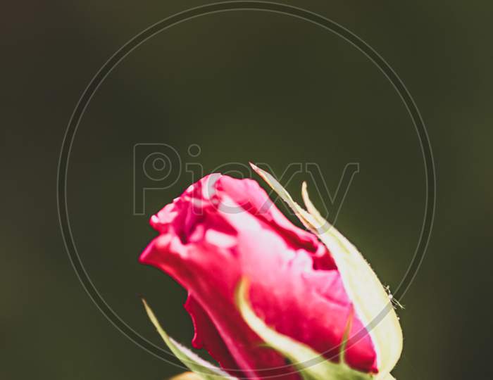 a single red rose with black background