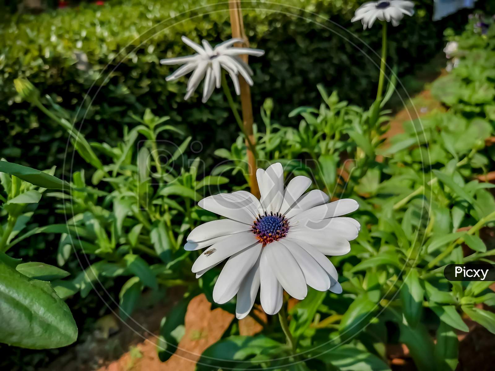White flower at my Rooftop garden