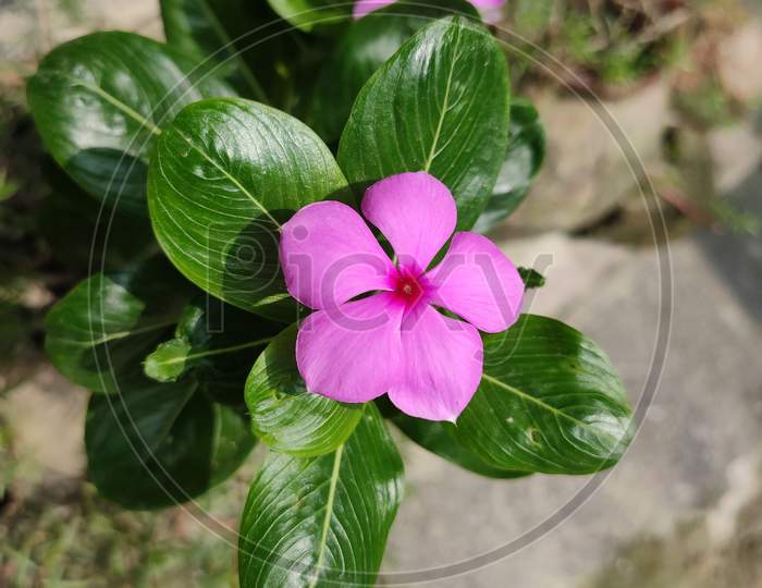 Beautiful Pink Periwinkle flower.