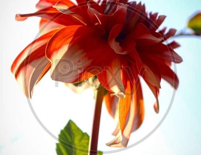 Red×Remove  Close-up×Remove  Botany×Remove  Orange×Remove  Flowering plant×Remove  Plant×Remove  Flower×Remove  Petal×Remove  Gerbera×Remove  barberton daisy×Remove