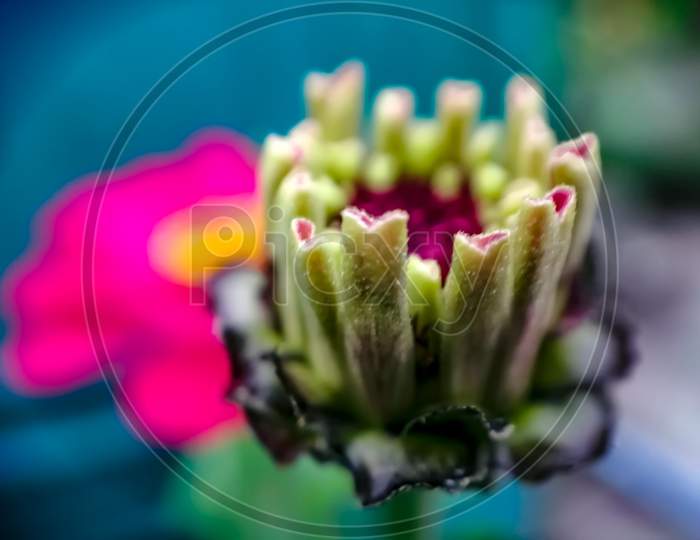 Macro photography of a flower bud of Zinnia flowers (Zinnia elegans)