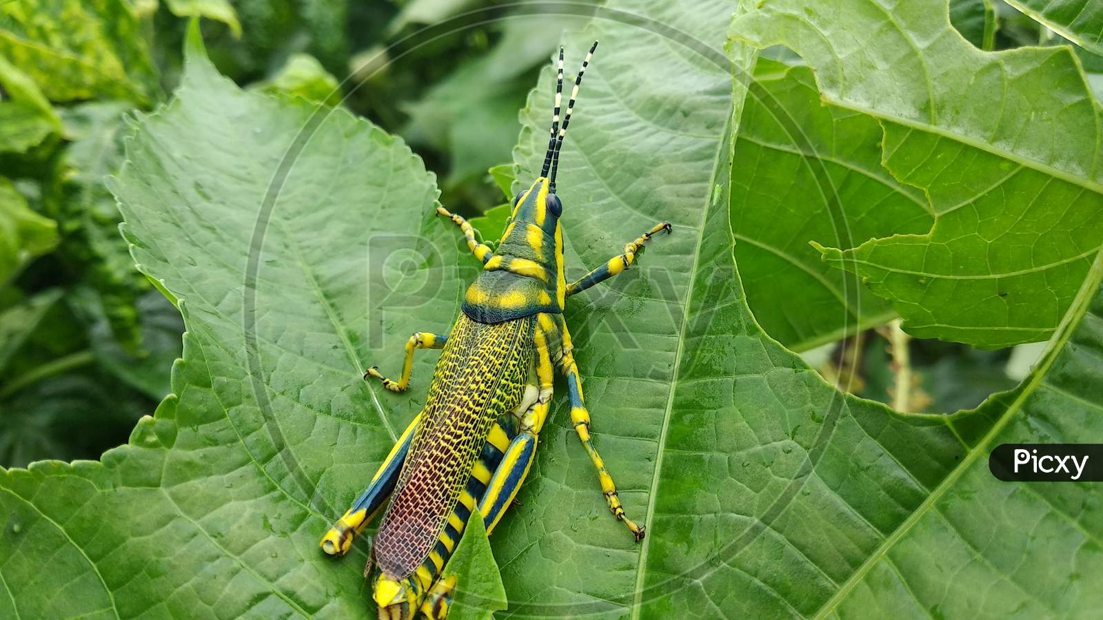 A Grasshopper is sitting on castor leaves in india 24 august 2020.