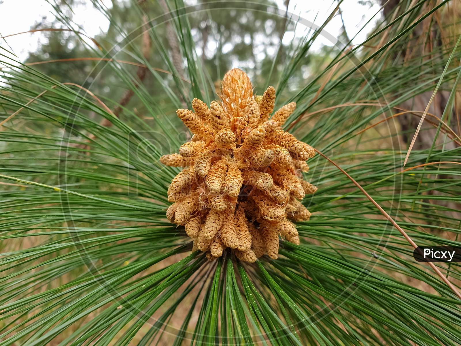 Image of Chir pine - Pinus roxburghii tree stock photo-YR312029-Picxy