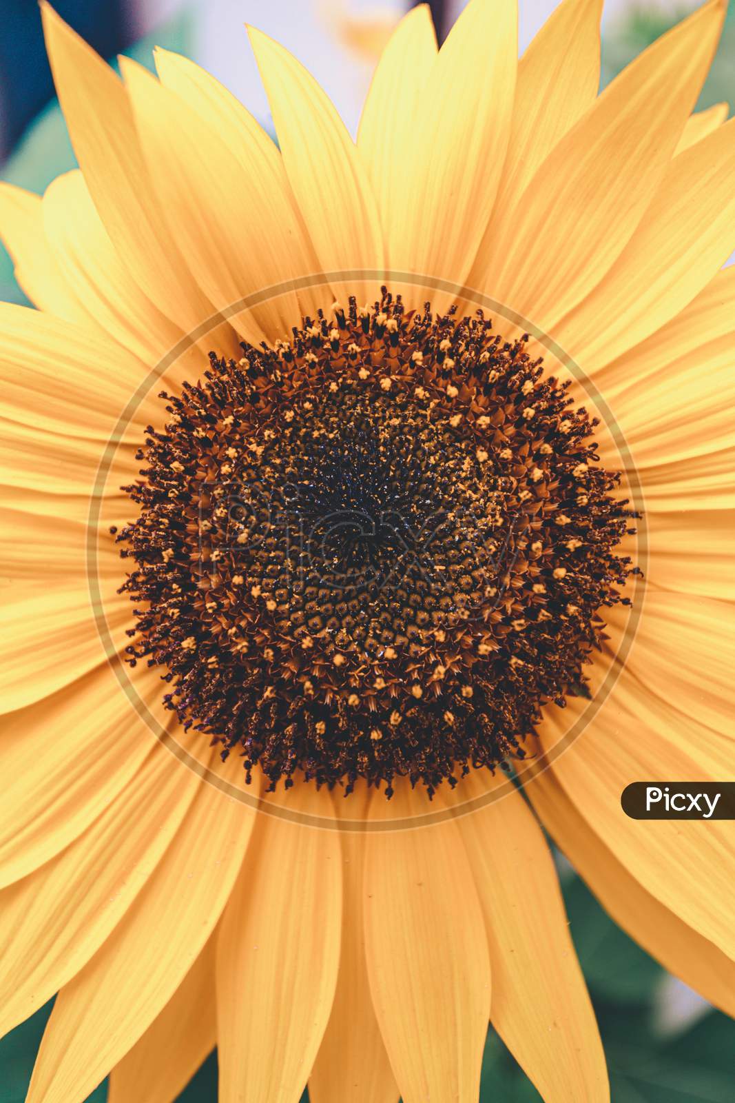 Close Up Of A Sunflower During Summer