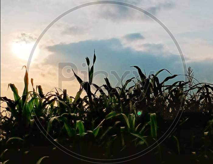 Grass family×Remove  Vegetation×Remove  Sunlight×Remove  Sky×Remove  Plant×Remove  Grass×Remove  Soil×Remove  Agriculture×Remove  Field×Remove  Crop×Remove