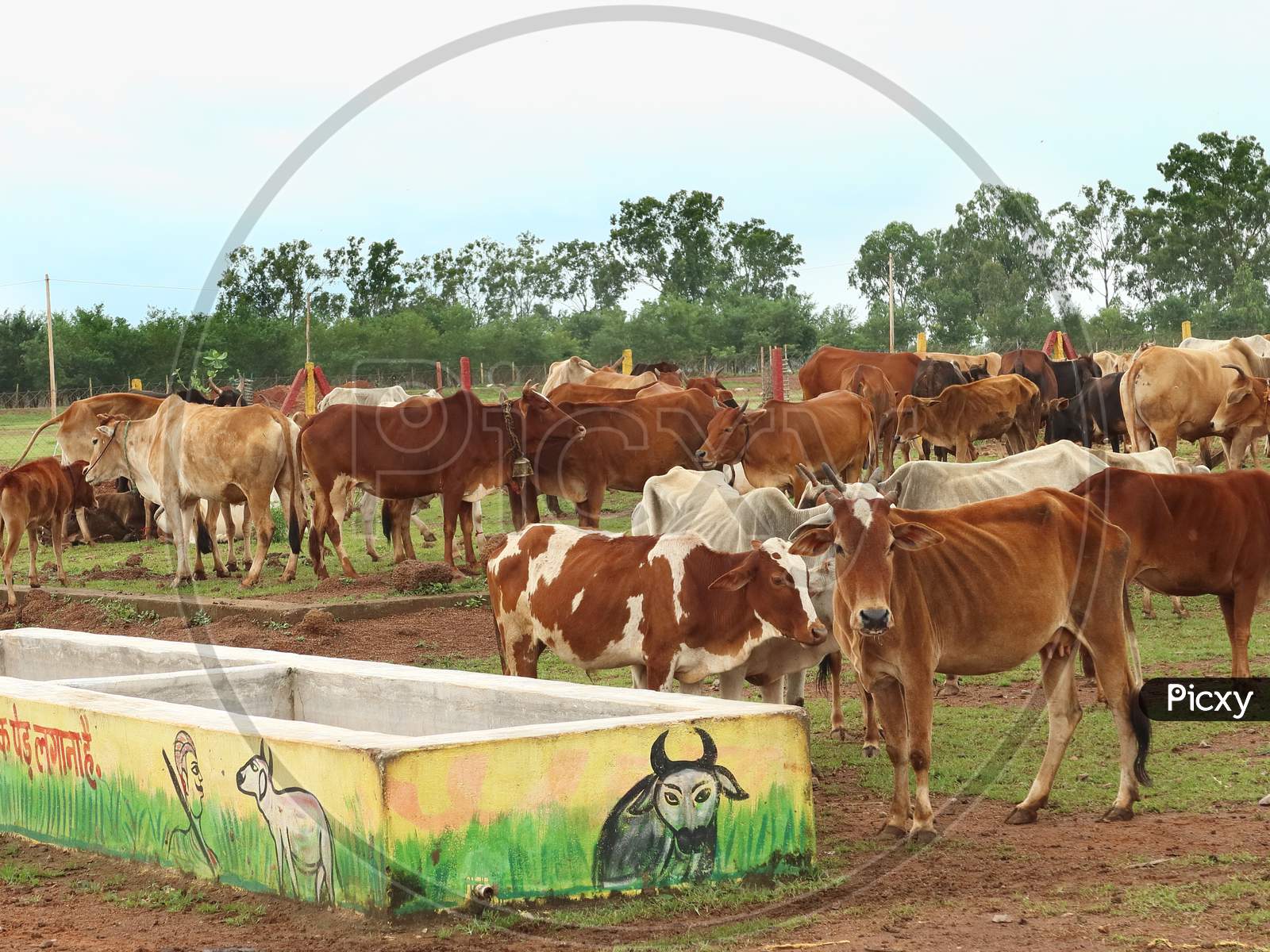 Cow shelter in village of chhattisgarh for organic compost.