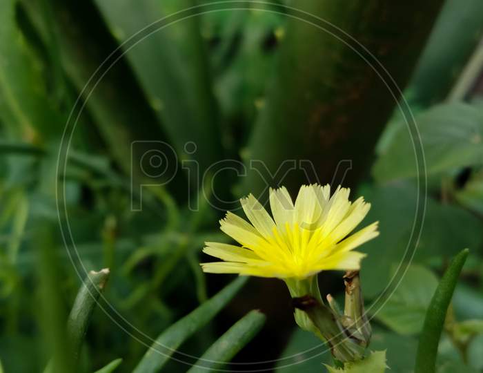 Tiny yellow flower in the garden