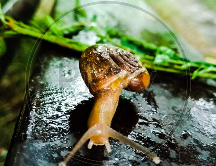 A picture of land snail with blur background