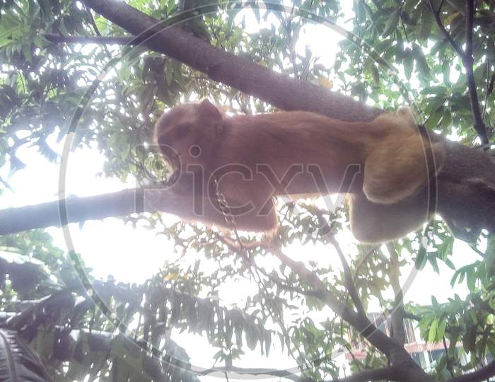Brown Colored Monkey On Tree With Nature