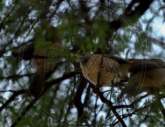 Jungle babbler eating at Keoladeo Ghana National Park, Bharatpur, India