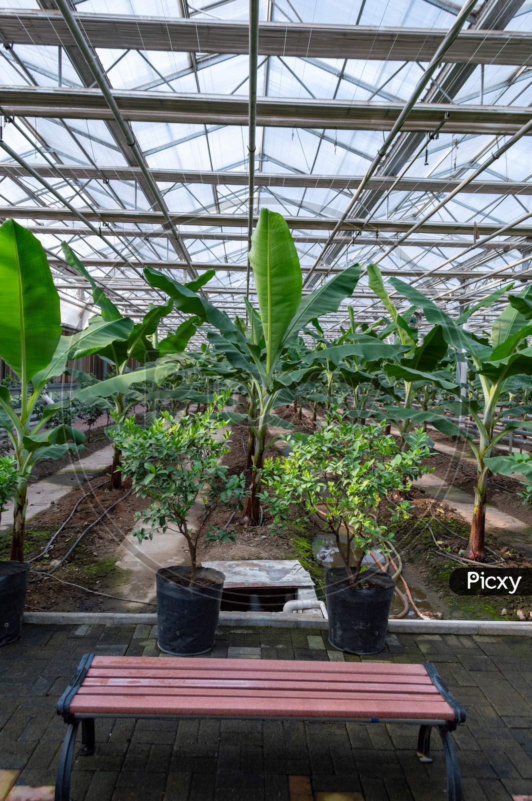 Plants Growing In A Greenhouse Agriculture Image Stock
