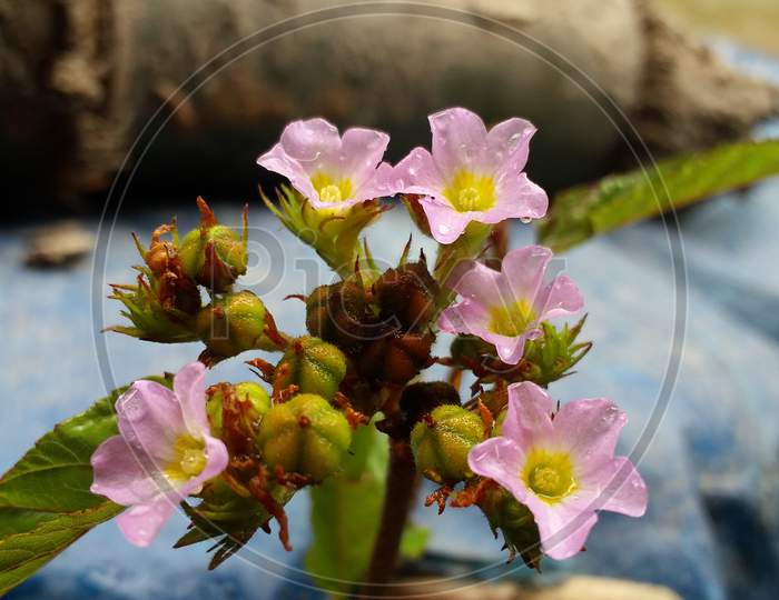 Growing flowers closeup photo