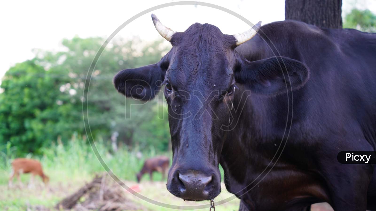 Side view of Black cow or Bos taurus staring at the camera in a farmland. Ruminant animal of Asian continent.
